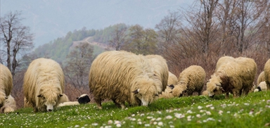 2019 | 1_karayaka_koyun_suru | Küçük