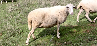 2019 | 1-alo-adak-kıvırcık-koyun | Küçük