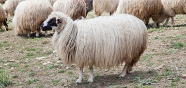 2019 |aloadak_karayaka_koyun_1 | Küçük