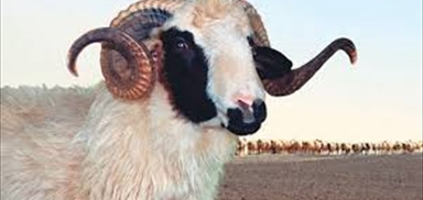 2019 | alo adak koç | Küçük