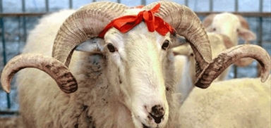 2019 | alo adak banner 10 | Küçük