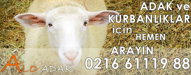 Alo Adak Online Kurban kesimi